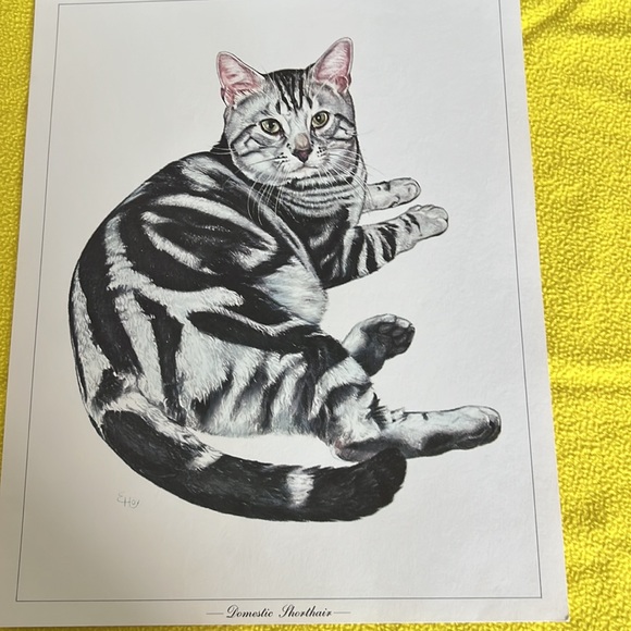 Cat 🐈‍⬛ Portraits - Picture 3 of 7